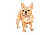 French Bulldogs, an Animal Illustration by Carol Cooper Studios (Thumbnail 4 of 8)