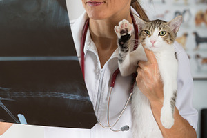 Veterinary clinic stock photo containing radiograph and cat, an Animal Photo by 135pixels