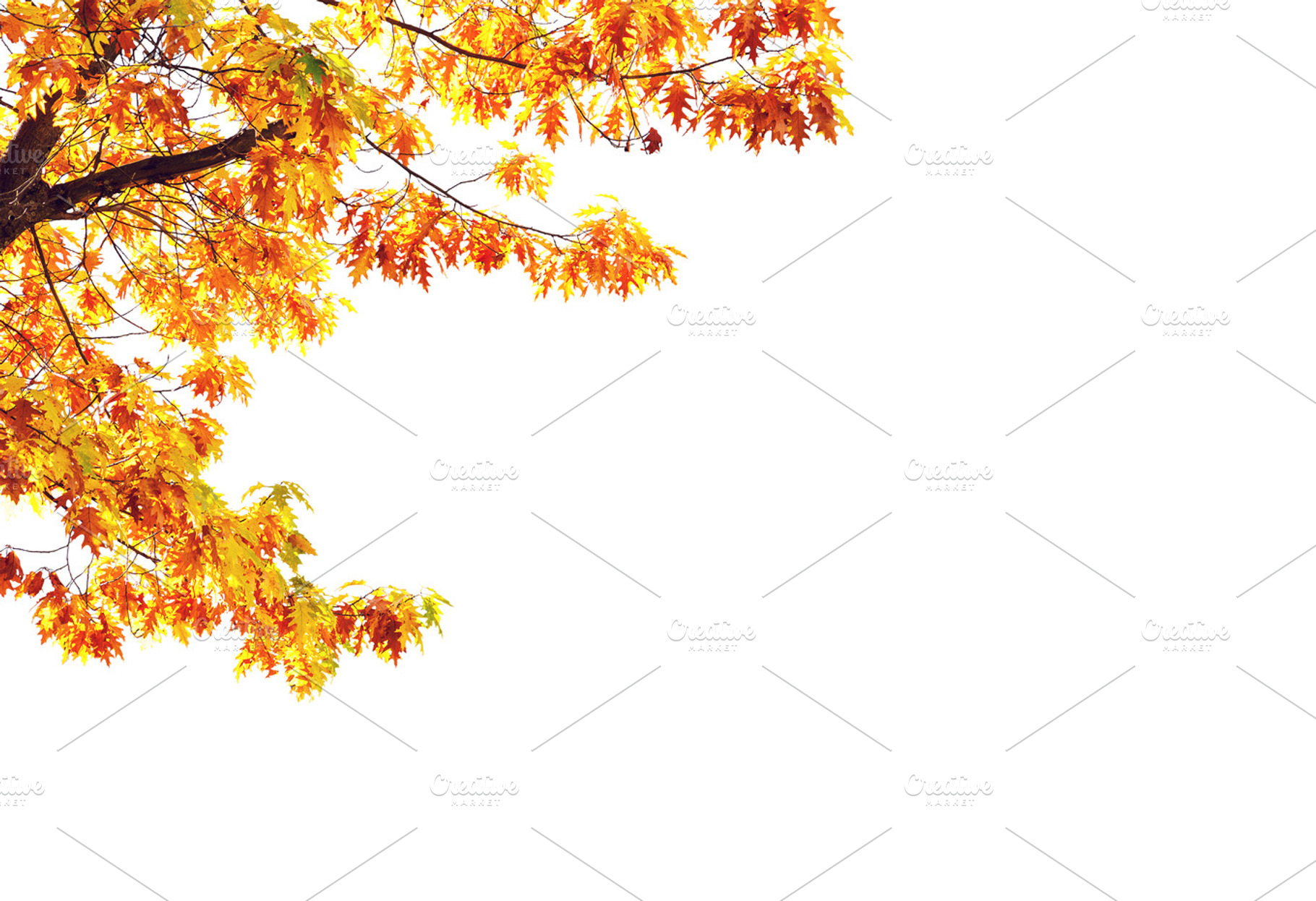 Yellow maple tree isolated on white, a Nature Photo by BOOCYS