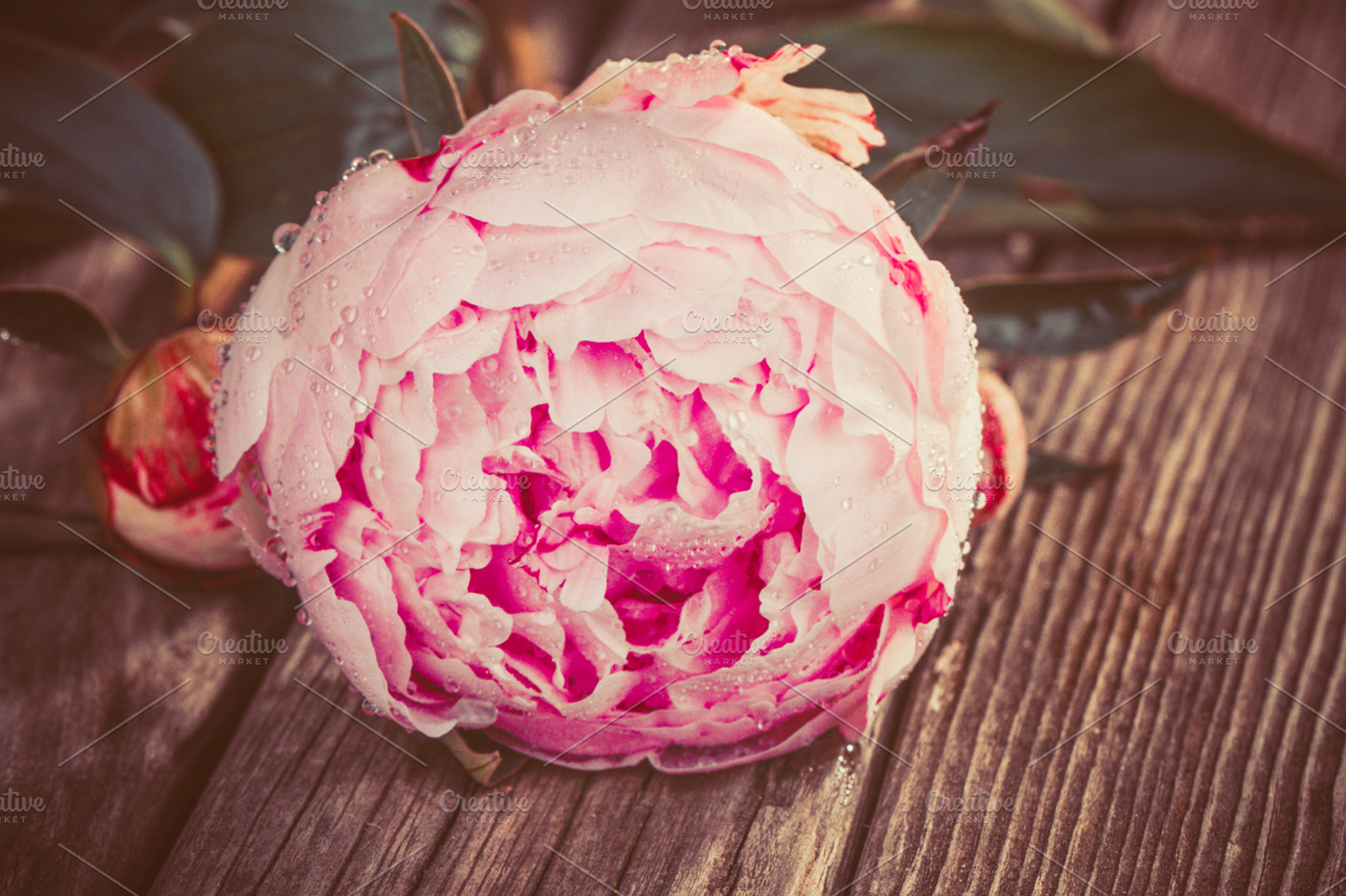 Peony Stock Photograph
