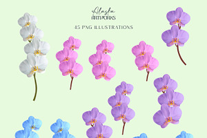 Tropical Orchids Flower Set