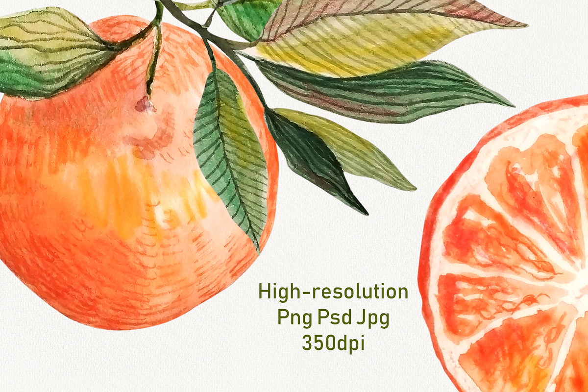 Watercolor Orange Fruit Clipart, a Food Illustration by Dina Guiter (Photo 5 of 10)