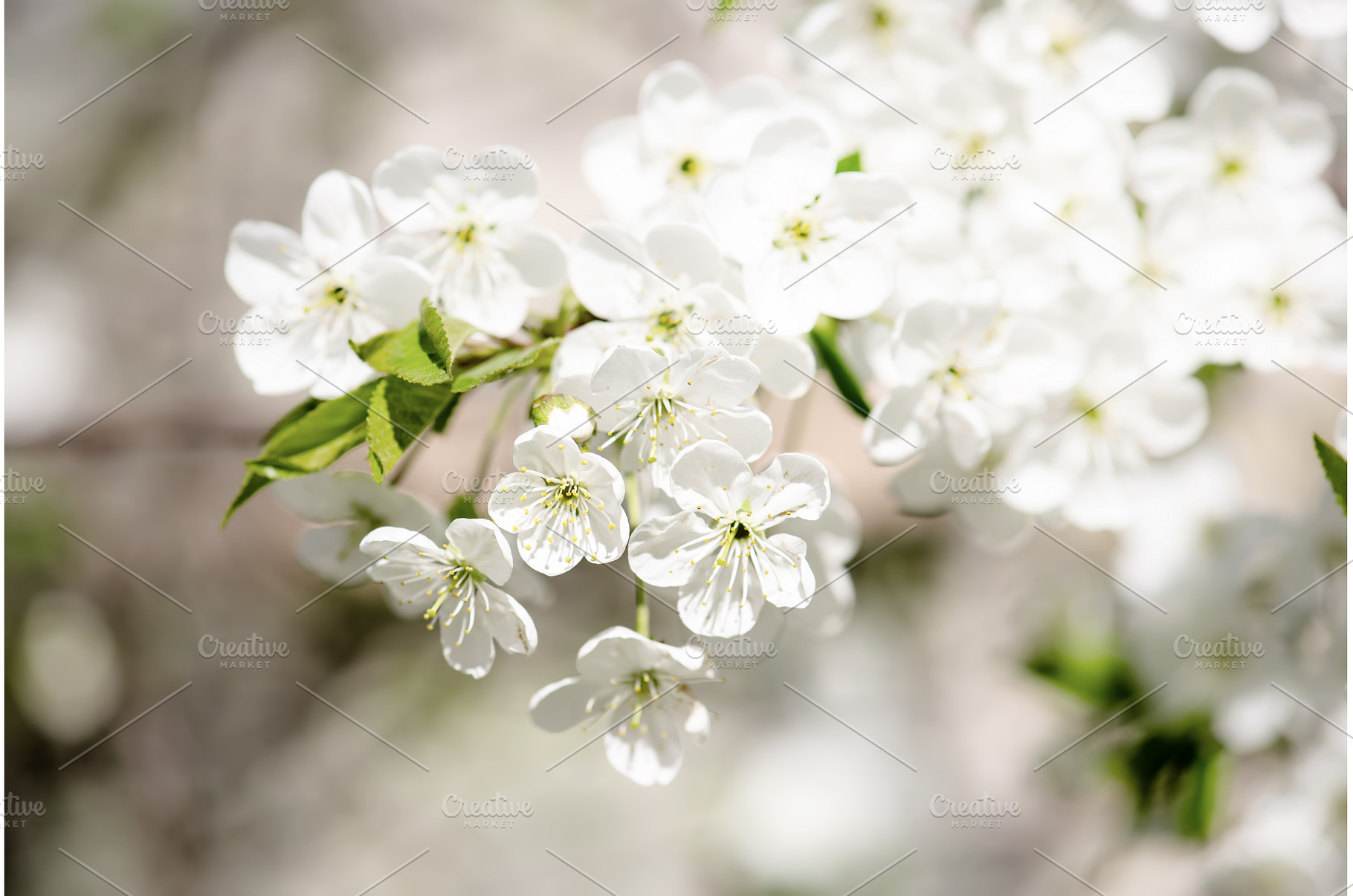 Cherry flowers frame, a Nature Photo by Nature and travel