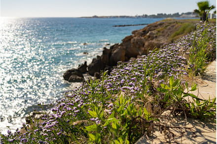 Limonium sinuatum winged, a Nature Photo by fotoliza