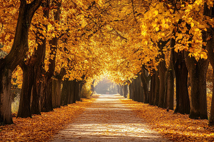 Fallen leaves in vibrant foliage, a Photo by Pavel_design
