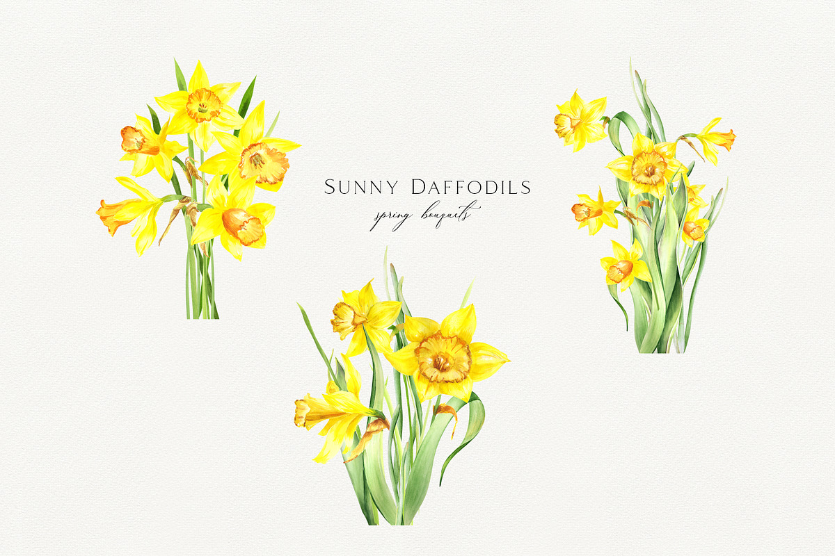 Watercolor Sunny Daffodils, an Illustration by Olga Koelsch (Photo 6 of 9)