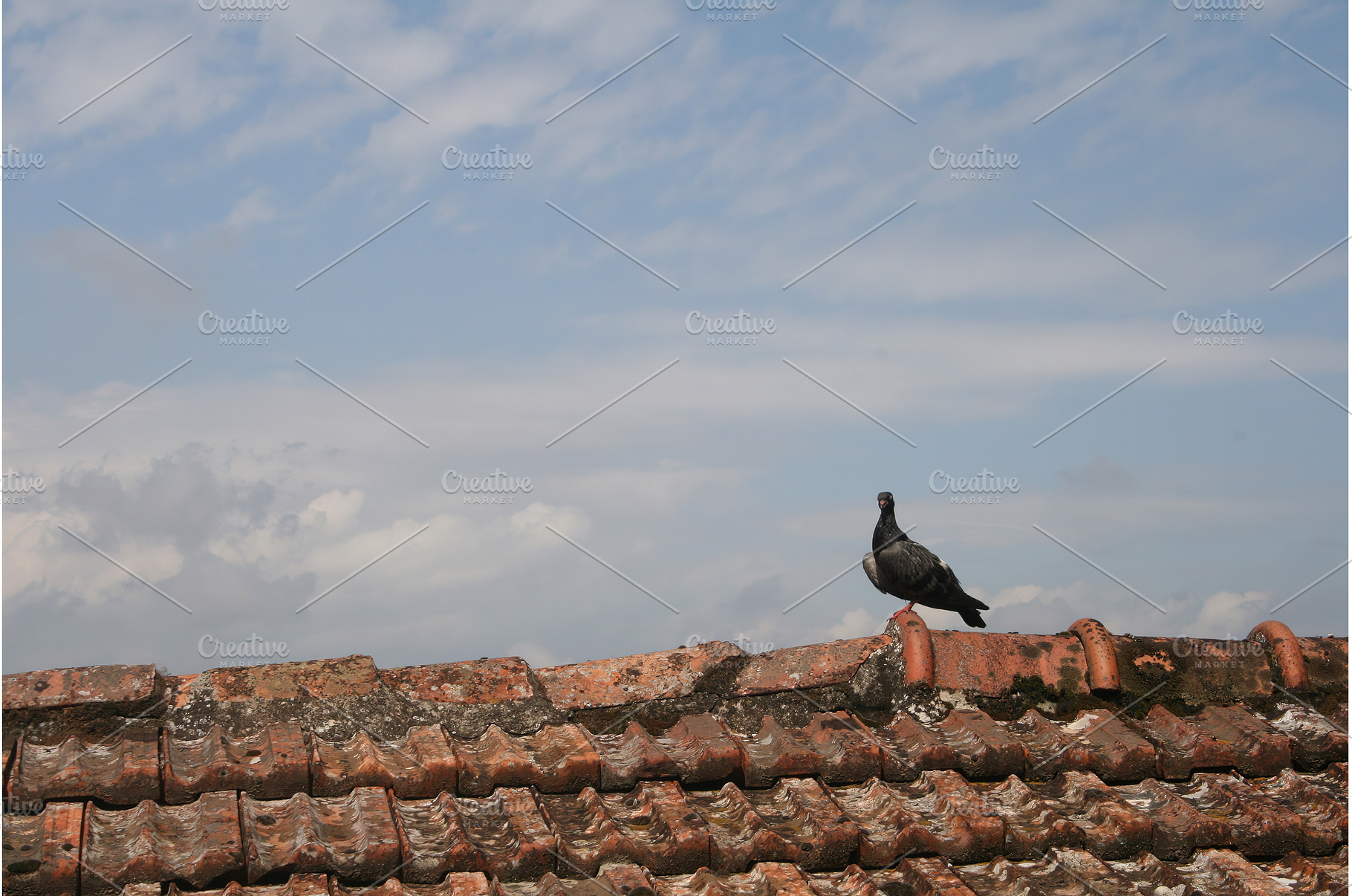 pigeon stands on weathered roof, a Nature Photo by Lermont51