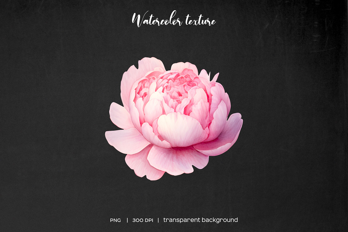 Watercolor peony clipart 21 PNG, an Object Illustration by Art and Funny (Photo 3 of 3)