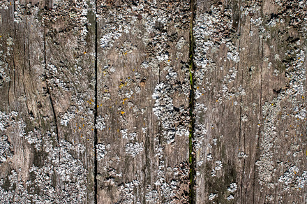 Texture of old boards, flat lay, a Background Photo by Schreibikus