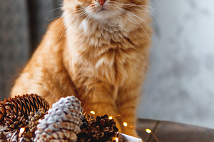Cute ginger cat and pine cones stock photo containing cat and cute