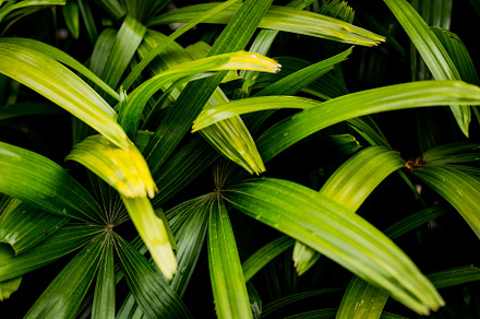 Green tropical leaves background