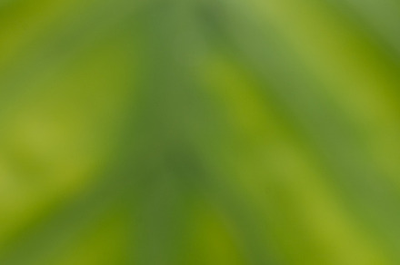 Natural leaf with veins stock photo containing abstract and texture preview 6
