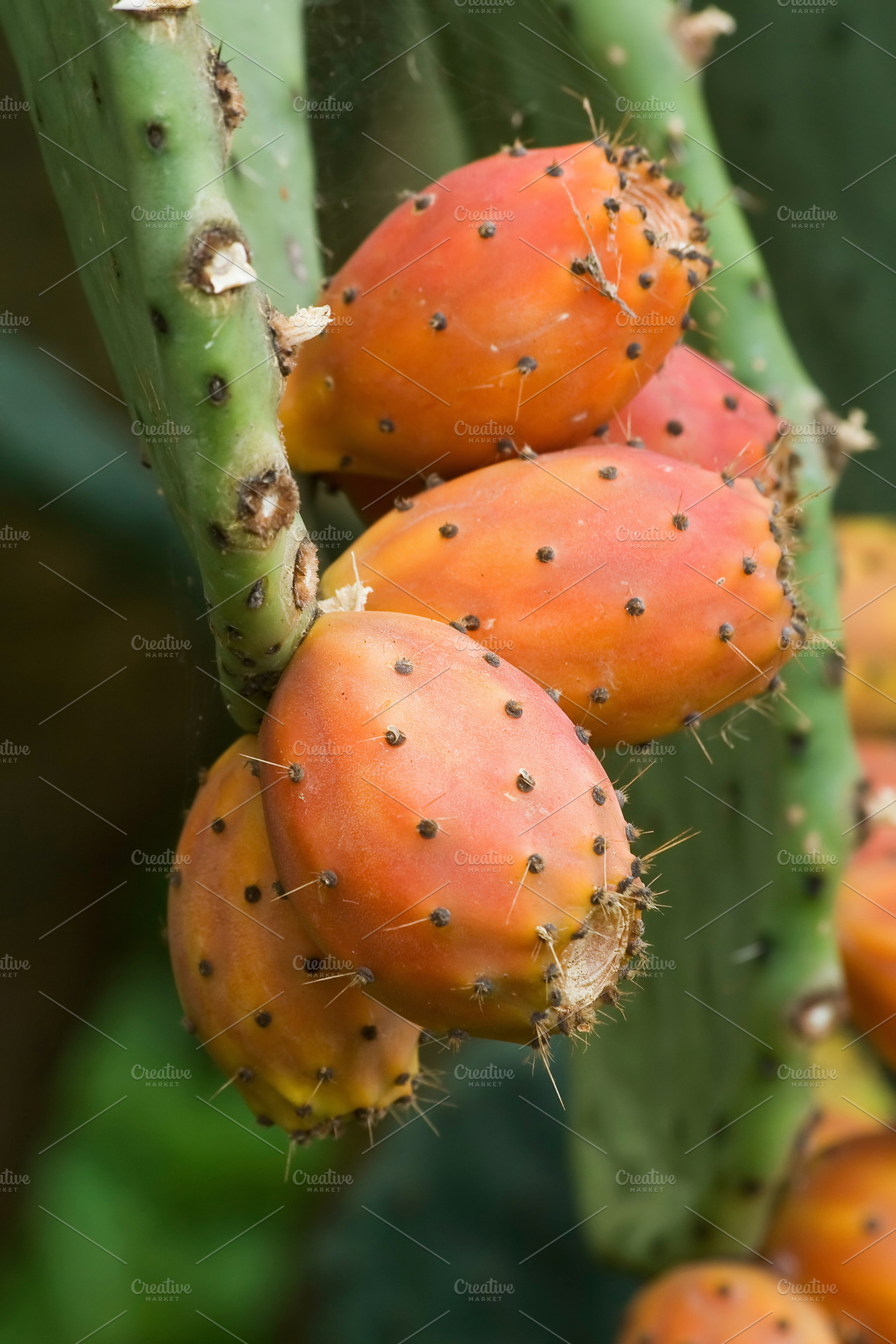 indian fig, a Nature Photo by Antonio-S