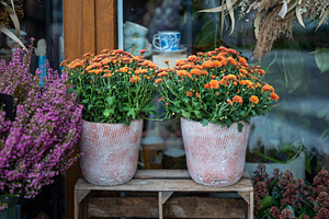 Two terracotta pots filled with orange potted chrysanthemum flow, a Photo by Imaginarium