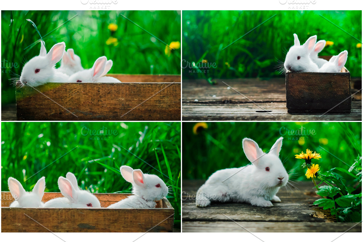 Spring Rabbits Stock Photo Bundle, a Social Media Template by Elijah (Photo 5 of 5)