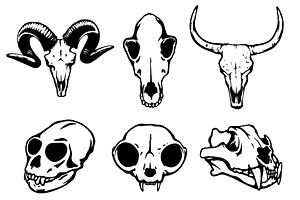 Animal Skulls