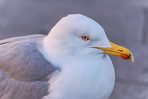 Cute seagull wals on the street of Venice