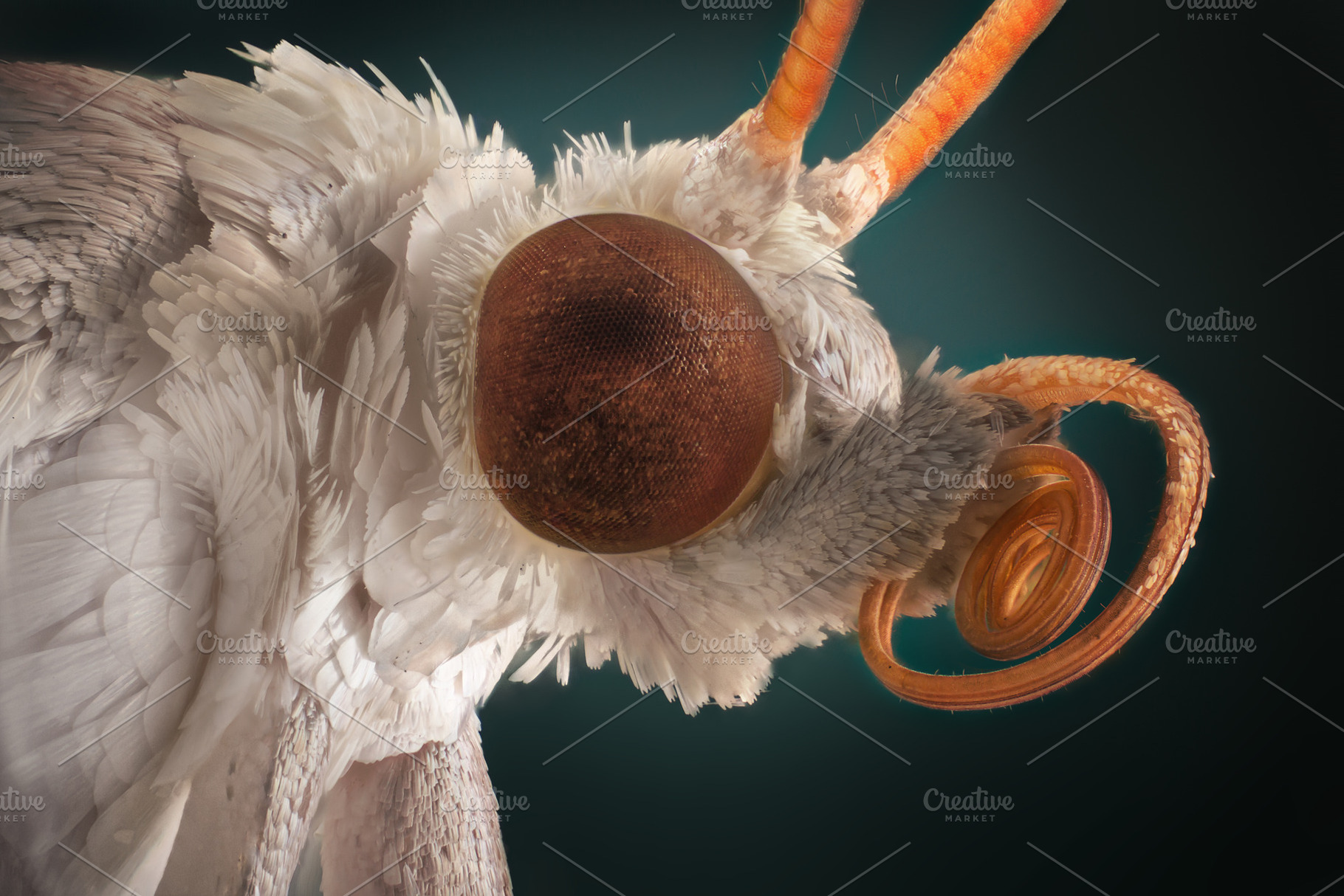 White moth portrait, an Animal Photo by vmenshov