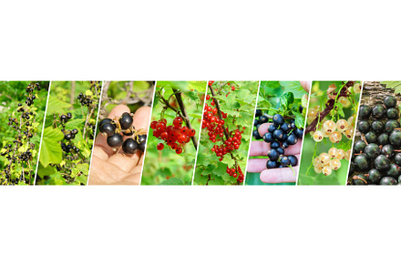 Collage of red, black, and white, a Food & Drink Photo by darksoul72