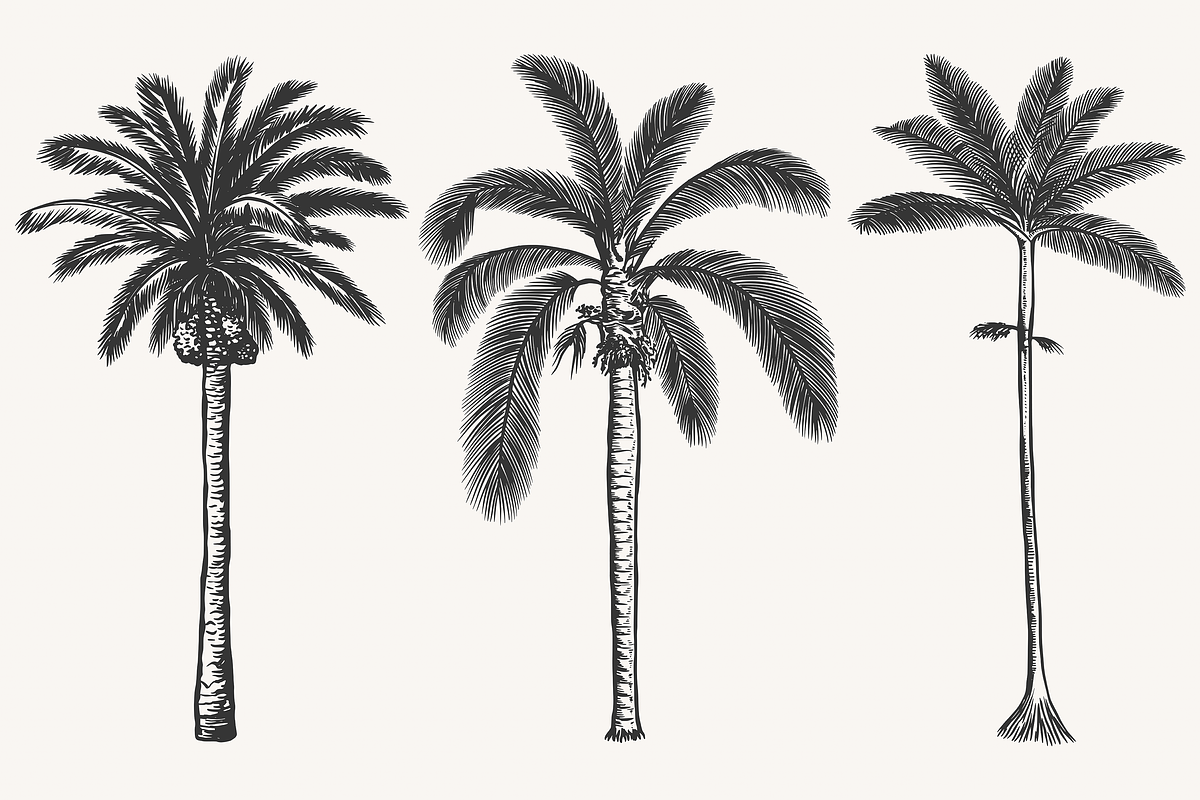 Palm Tree Vector Illustration Bundle, an Illustration by Kusumaillustration (Photo 5 of 15)
