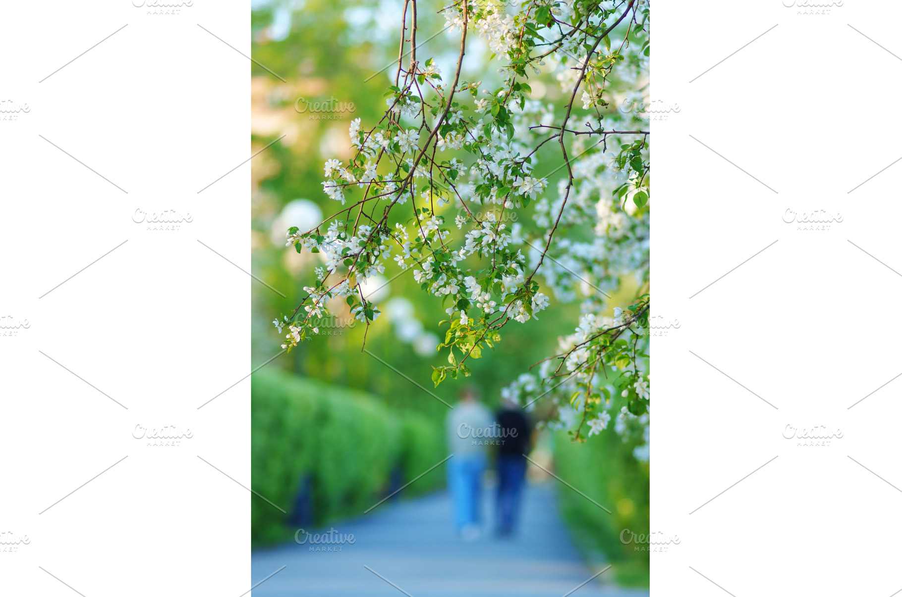 Delicate white flowers draped on, a Nature Photo by darksoul72