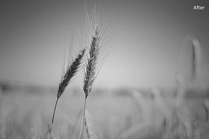 Black and White PS Actions - Vol. 2