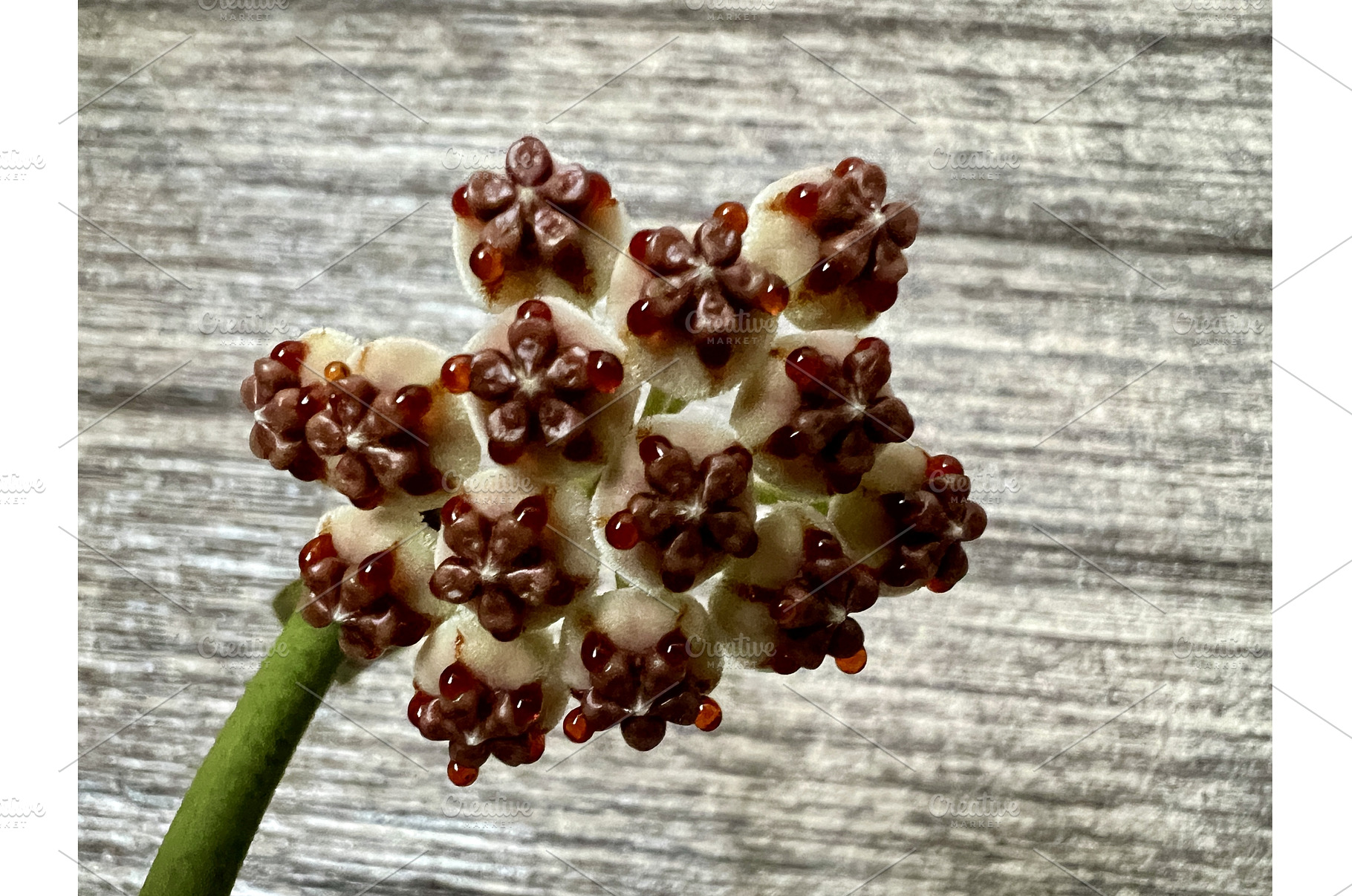 Hoya kerrii, general view in the, a Nature Photo by Nadzin