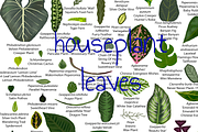 78 houseplant leaf illustrations, an Object Illustration by KimmiDrawsThings (Thumbnail 1 of 2)