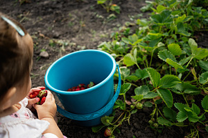 Child harvesting strawberries in garden with blue bucket during summer, a Person Photo by AS photostudio