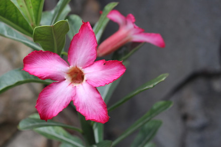 Kamboja flowers containing flower, kamboja, and frangipani