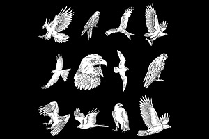 12 Bird Of Prey Illustration