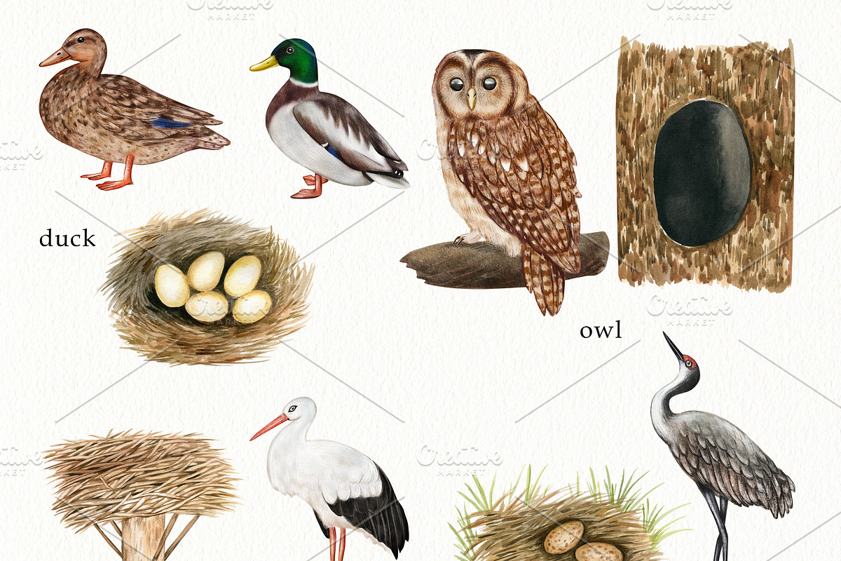 Watercolor Birds and their Nests PNG, an Illustration by svetodesign (Photo 3 of 4)