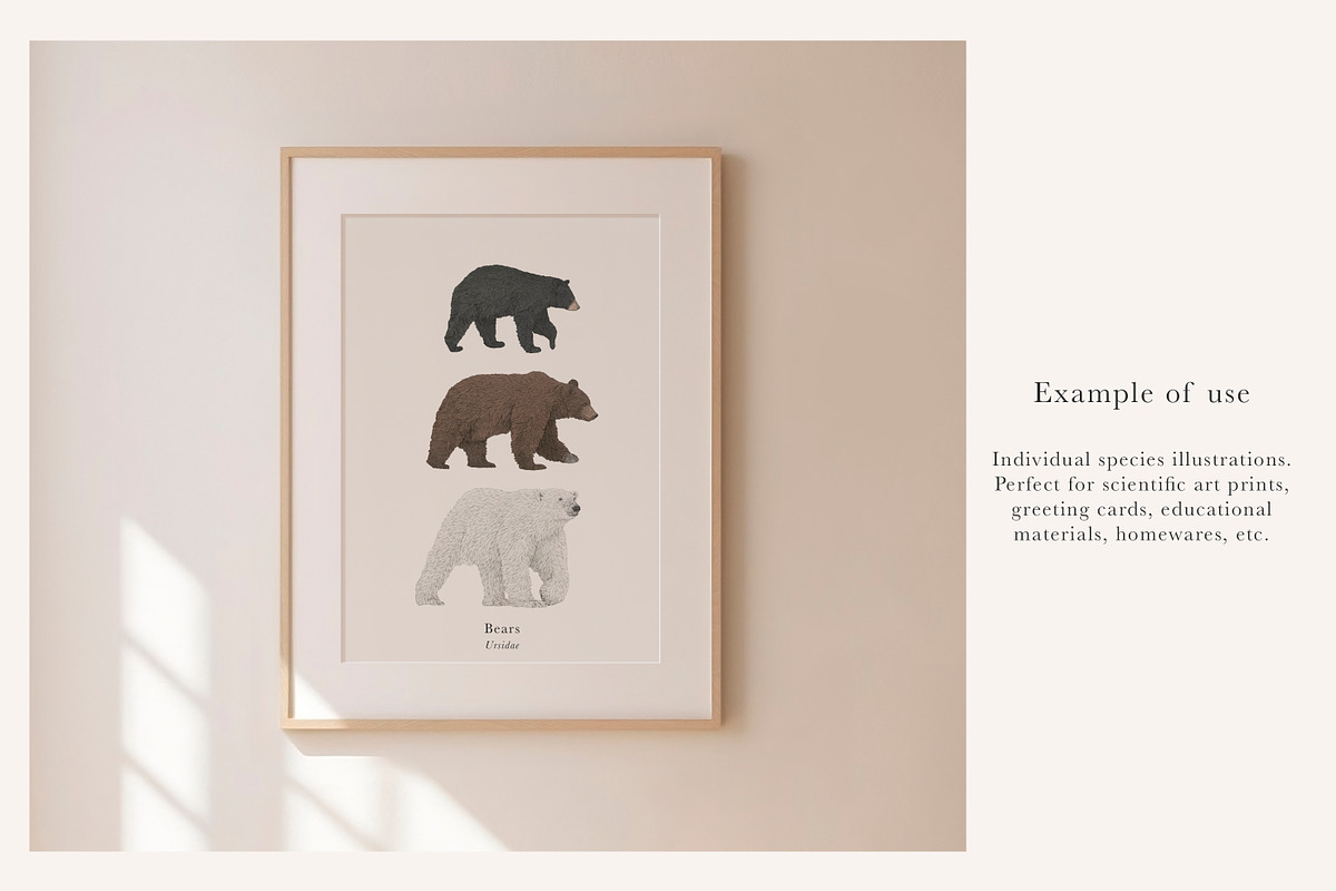 Bear Species Set - Hand-drawn PNGs, an Animal Illustration by LaurenFittonIllustration (Photo 5 of 10)