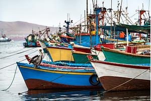 Pelican on a wooden boat at Paracas, an Animal Photo by Leonid Andronov