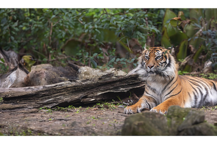 The Majestic Tiger Resting Amidst, an Animal Photo by Barcelona_dreams