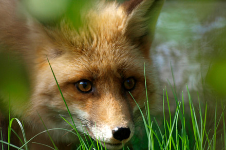 Vulpes Vulpes