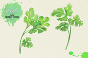 North American Herbs, a Food Illustration by Graphobia (Thumbnail 14 of 21)
