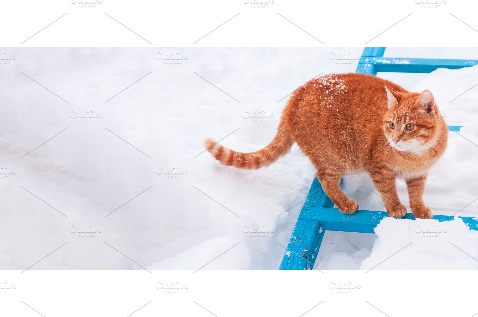 Red Cat Walking In The Snow, an Animal Photo by Our Amazing World