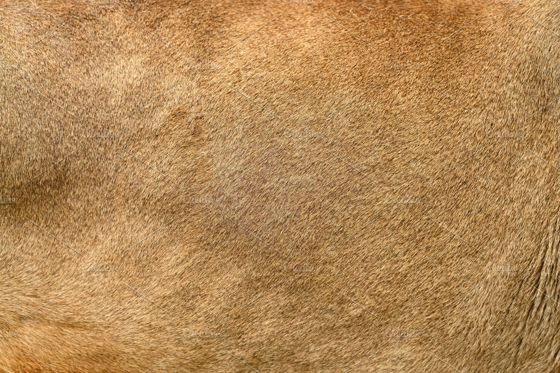 Real lion skin texture stock photo containing lion and skin, an Animal Photo by Byrdyak