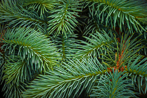 Young blue spruce branches