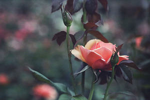 Peach Rose Bloom