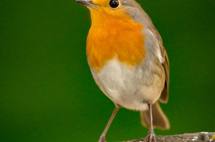Close up portrait of a European robin, an Animal Photo by José Manuel Gelpi