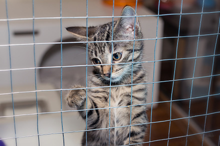 Little kitten in a shelter cage