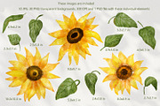Sunflowers Watercolor Collection, an Illustration by Anna Druzhkova (Thumbnail 6 of 17)