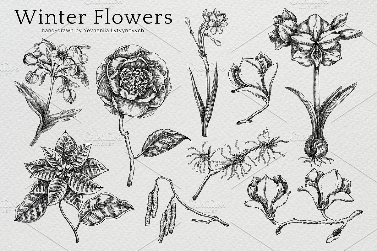 Winter Flowers Christmas Collection, a Seasonal Illustration by Yevheniia (Photo 3 of 12)