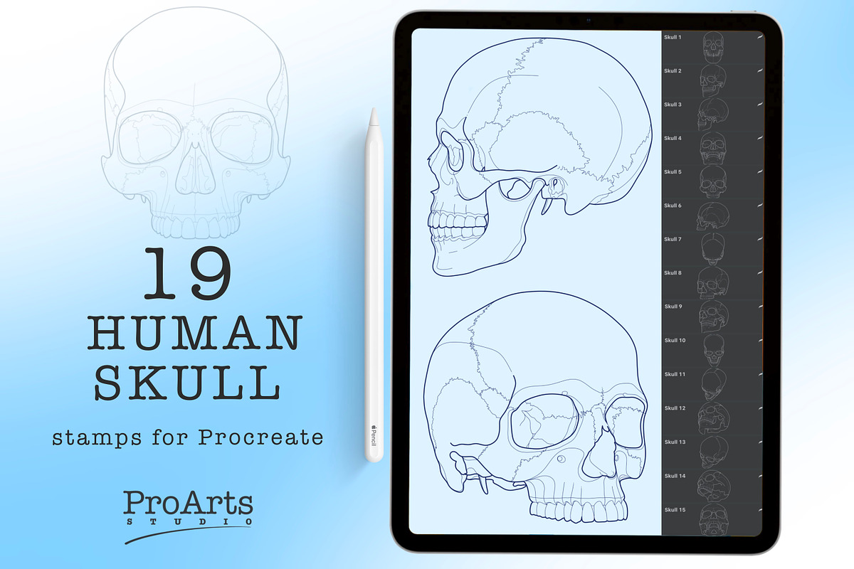 Human Skull Brush Stamp Set, a Brush Add-On by Lucrumplus (Photo 1 of 4)