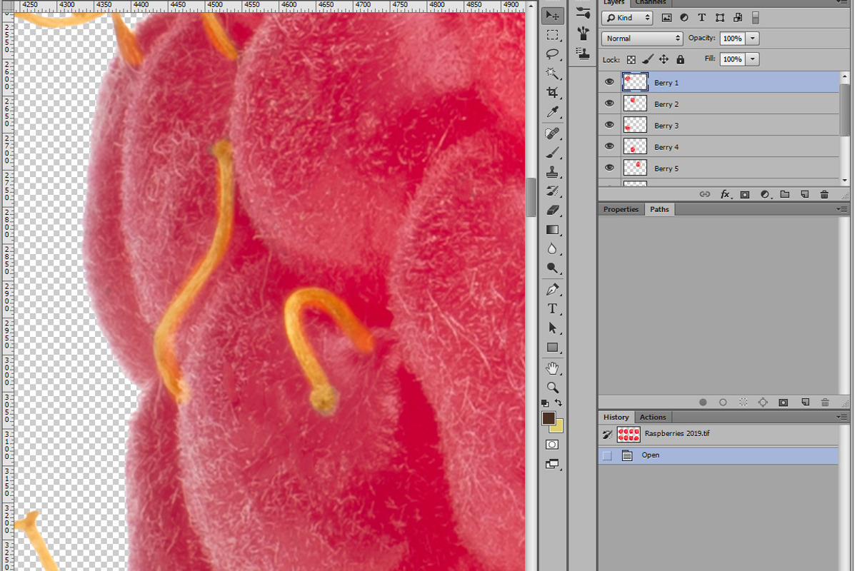 Raspberries, an Object Graphic by Hortimages (Photo 2 of 2)