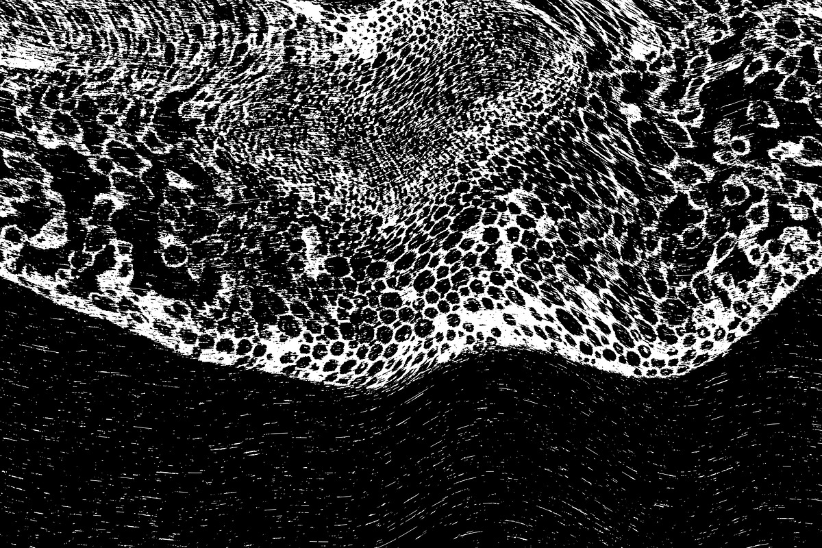 Lilliputian, a Texture Graphic by Jennifer Lauren Creative (Photo 7 of 28)