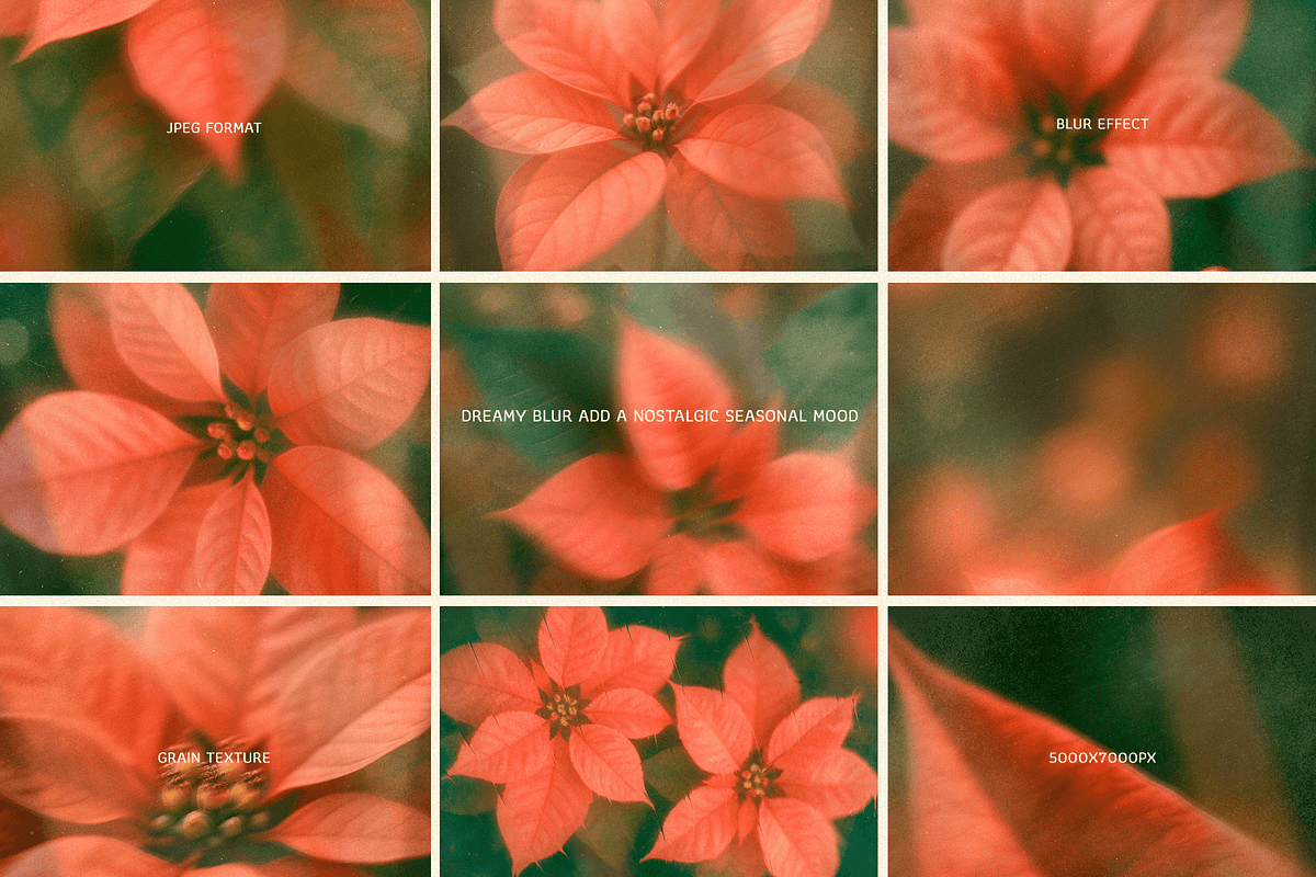 Christmas Poinsettia - Soft Floral, a Background Graphic by DigARTbyHavroshka (Photo 7 of 9)