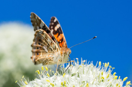 Butterfly on blossom flower in green, an Animal Photo by AlexBush